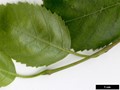 SpeciesSub: subsp. jacquemontii 'Doorenbos' SpeciesSub: subsp. jacquemontii 'Doorenbos'